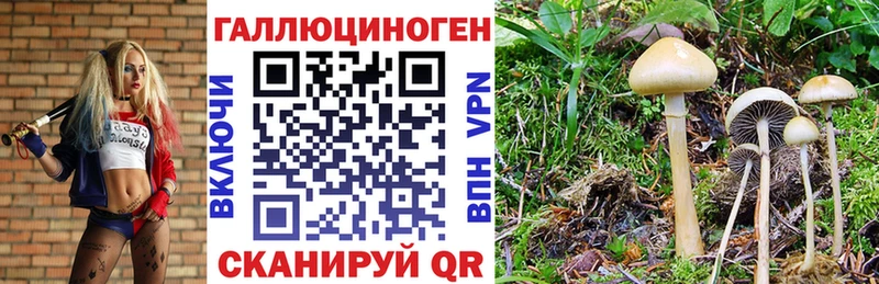 Псилоцибиновые грибы Psilocybine cubensis Карасук